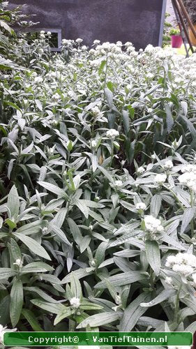 Anaphalis  triplinervis Siberisch edelweiss, witte knoop-10