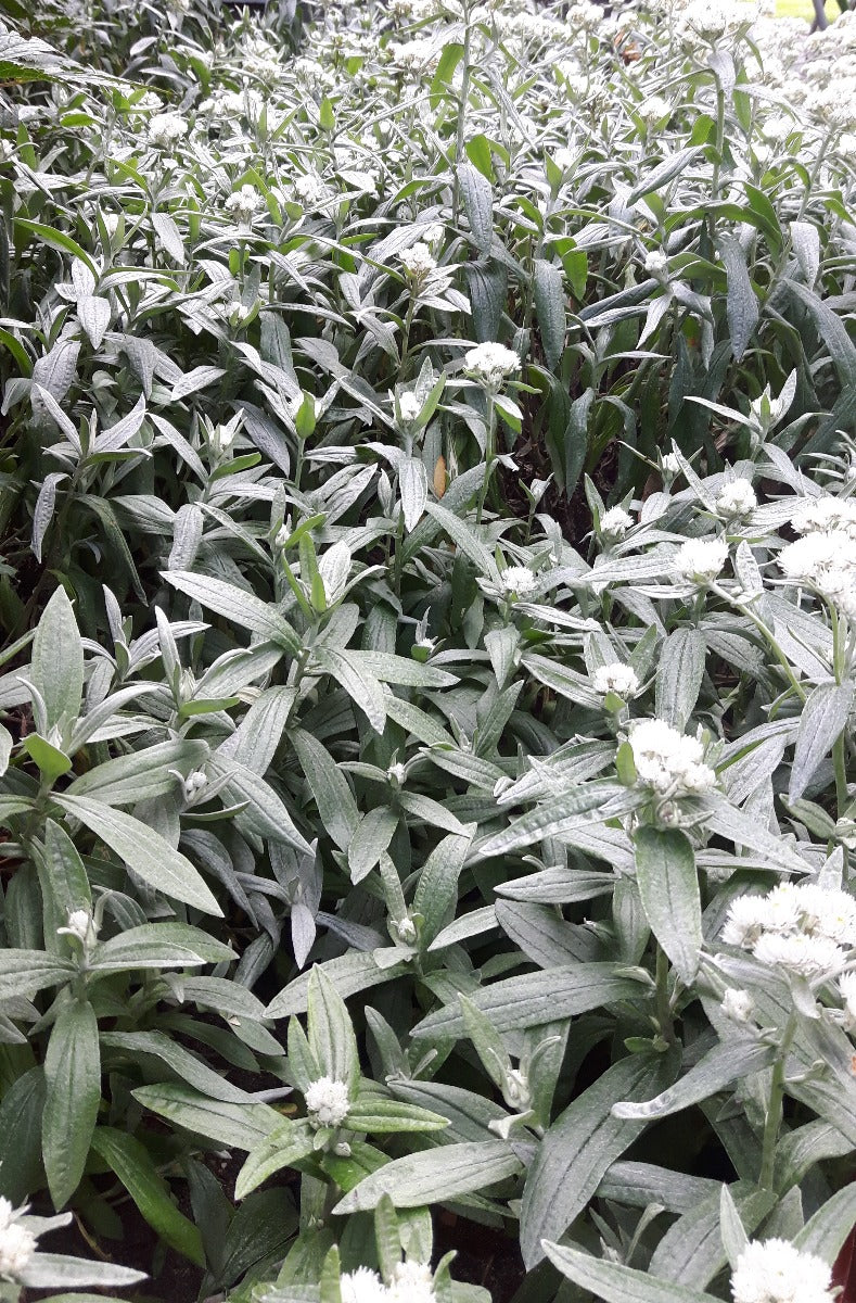 Anaphalis  triplinervis Siberisch edelweiss, witte knoop-11