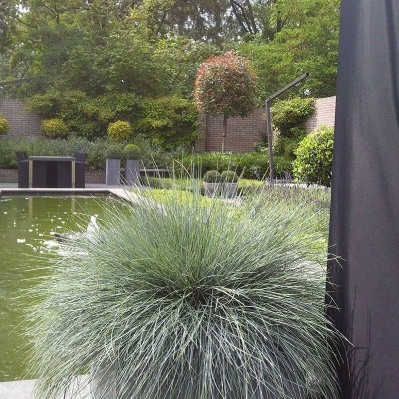 Festuca glauca 'Elyah Blue' Blauw Schapengras,