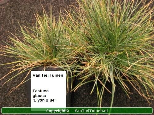 Festuca glauca 'Elyah Blue' Blauw Schapengras,