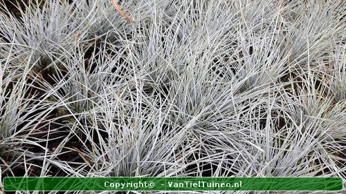 Festuca glauca 'Elyah Blue' Blauw Schapengras,