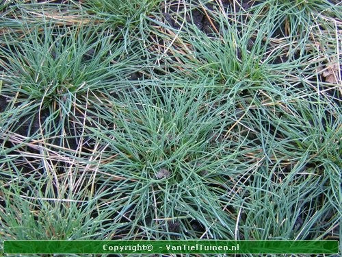 Festuca glauca 'Elyah Blue' Blauw Schapengras,