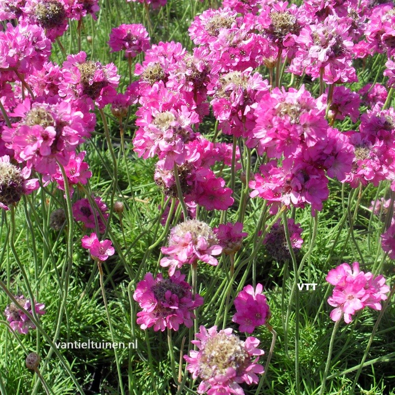 armeria splendens roze engelsgras