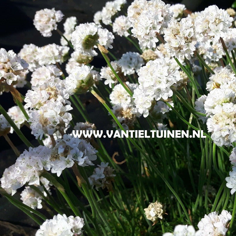 wit engelsgras, Armeria alba