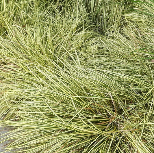 Carex oshimensis 'Evergold' Zegge