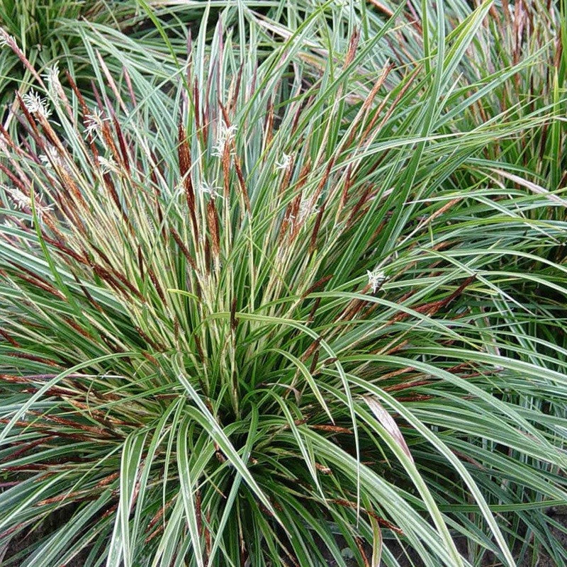 Carex morowii 'Variegata' Zegge.