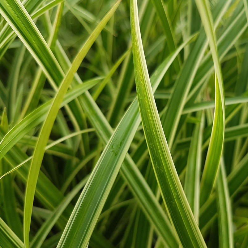 Carex morowii 'Ice Dance' Zegge