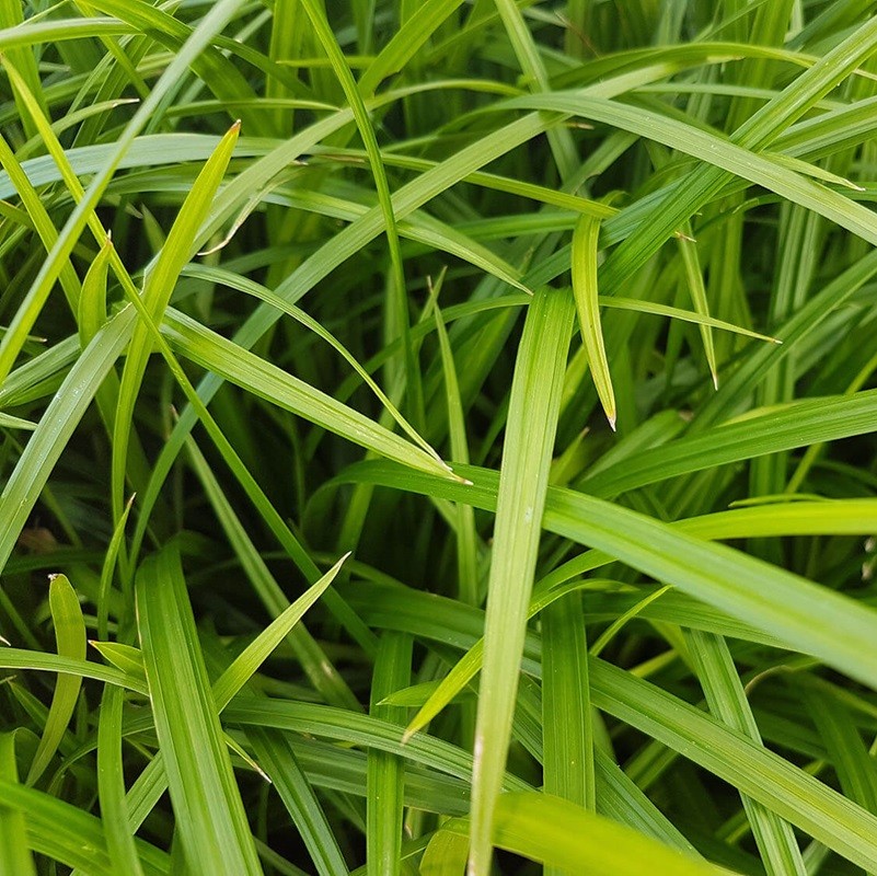 Carex Irish Green Zegge