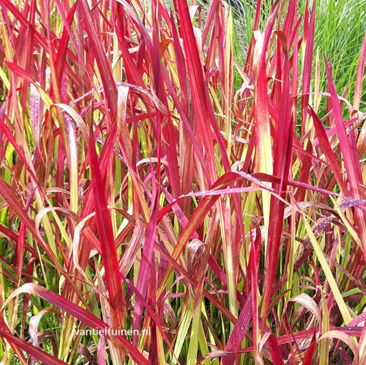 Imperata cylindrica 'Red Baron' Japans bloedgras