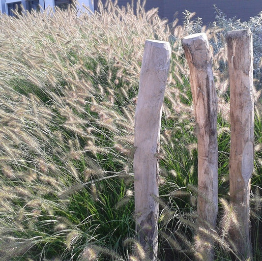 pennisetum hameln 1