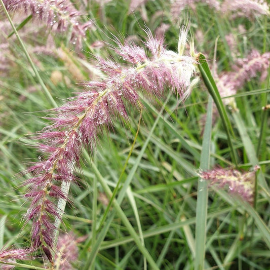 pennisetum karley rose 2