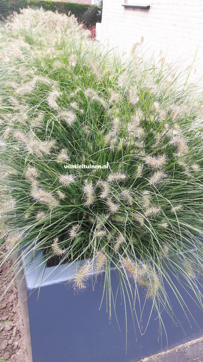 Pennisetum Little Bunny, Klein Lampenpoetsersgras