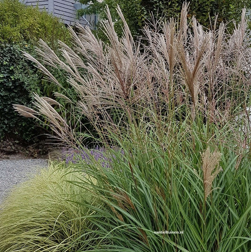 Miscanthus Ferner Osten Prachtriet