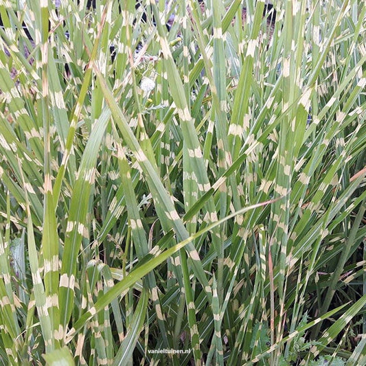 Miscanthus sinensis 'Strictus' Prachtriet, Chinees riet