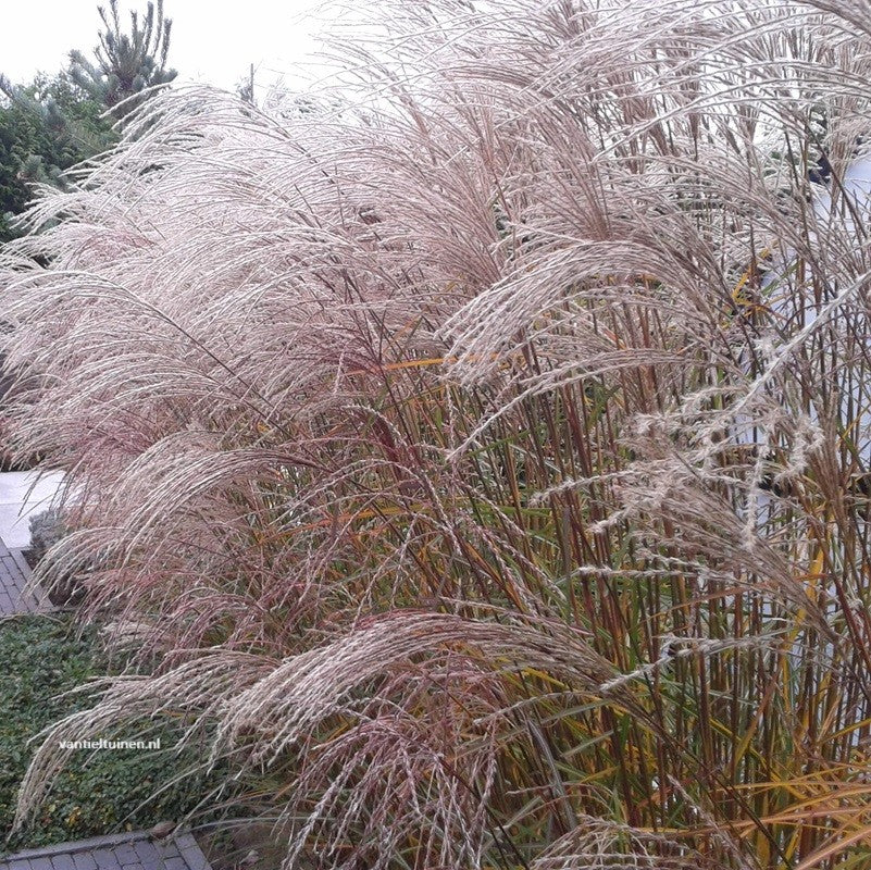 Miscanthus sinensis 'Gracillimus' Prachtriet