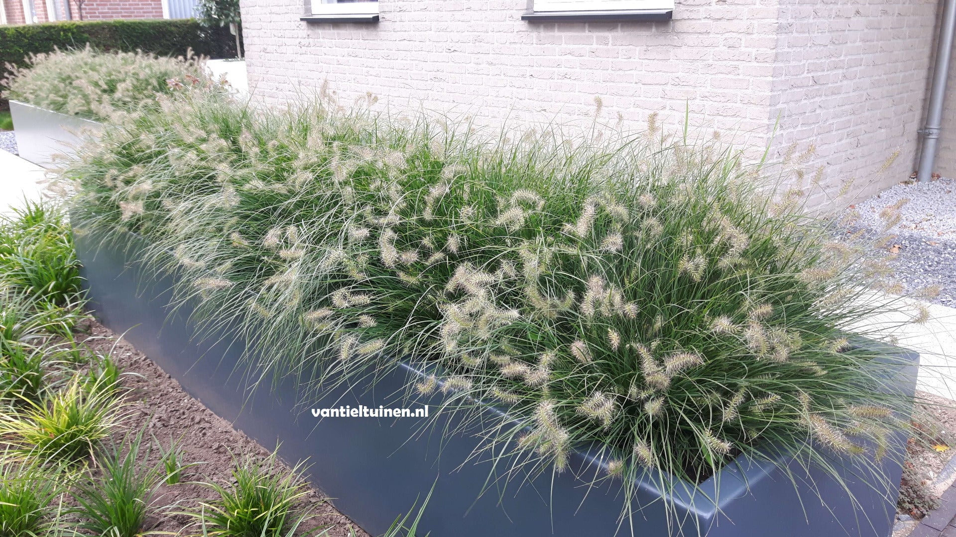 Pennisetum Little Bunny, Klein Lampenpoetsersgras