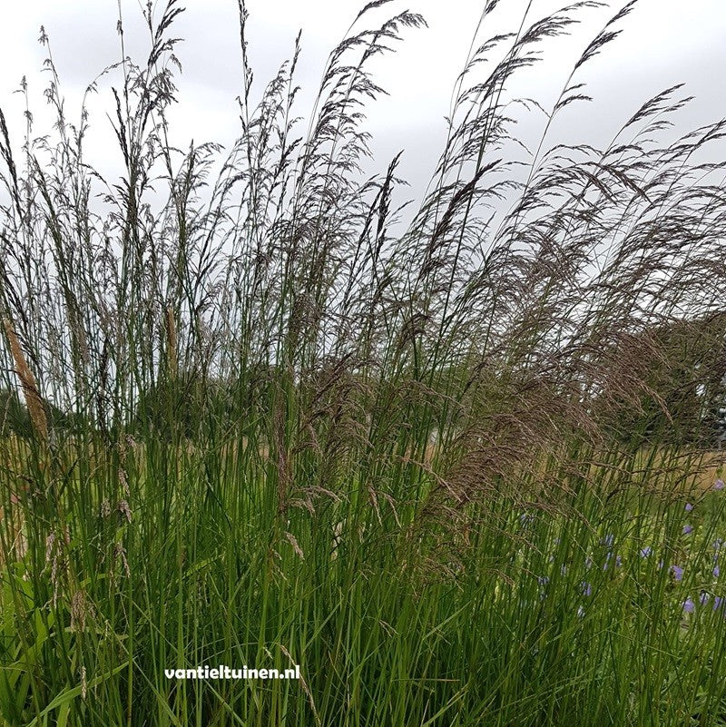 Deschampsia cespitosa 'Goldschleier' Ruwe Smele.