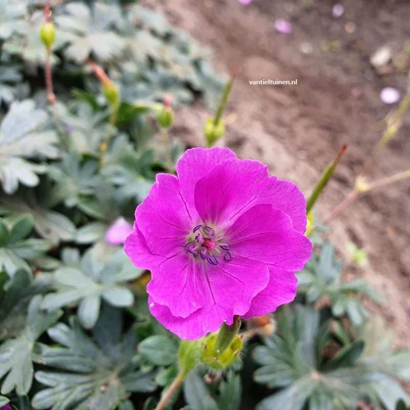 Geranium sanguineum 'Max Frei' Ooievaarsbekje