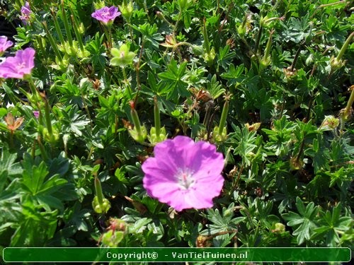 Geranium sanguineum 'Max Frei' Ooievaarsbekje