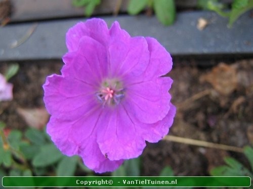 Geranium sanguineum 'Max Frei' Ooievaarsbekje