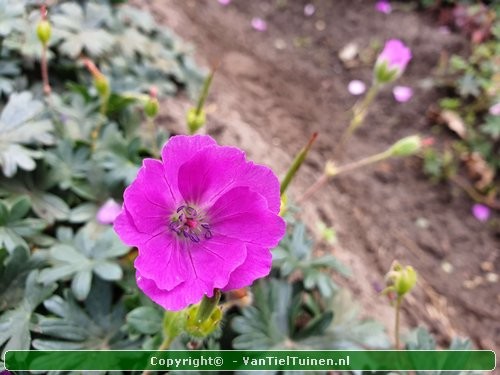 Geranium sanguineum 'Max Frei' Ooievaarsbekje