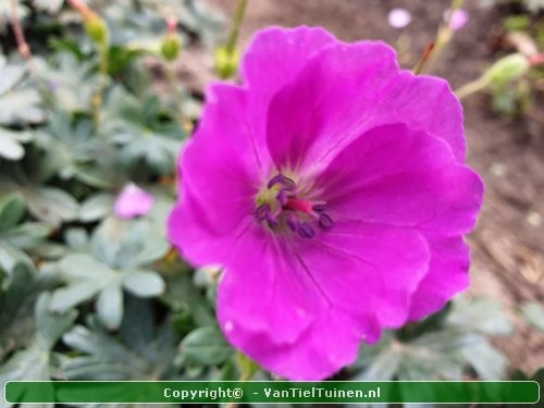 Geranium sanguineum 'Max Frei' Ooievaarsbekje