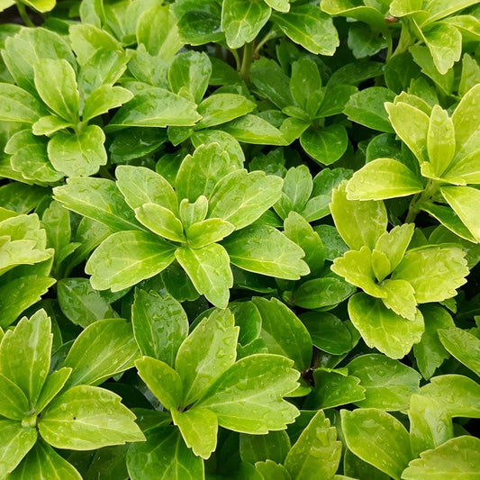 Pachysandra schaduwkruid