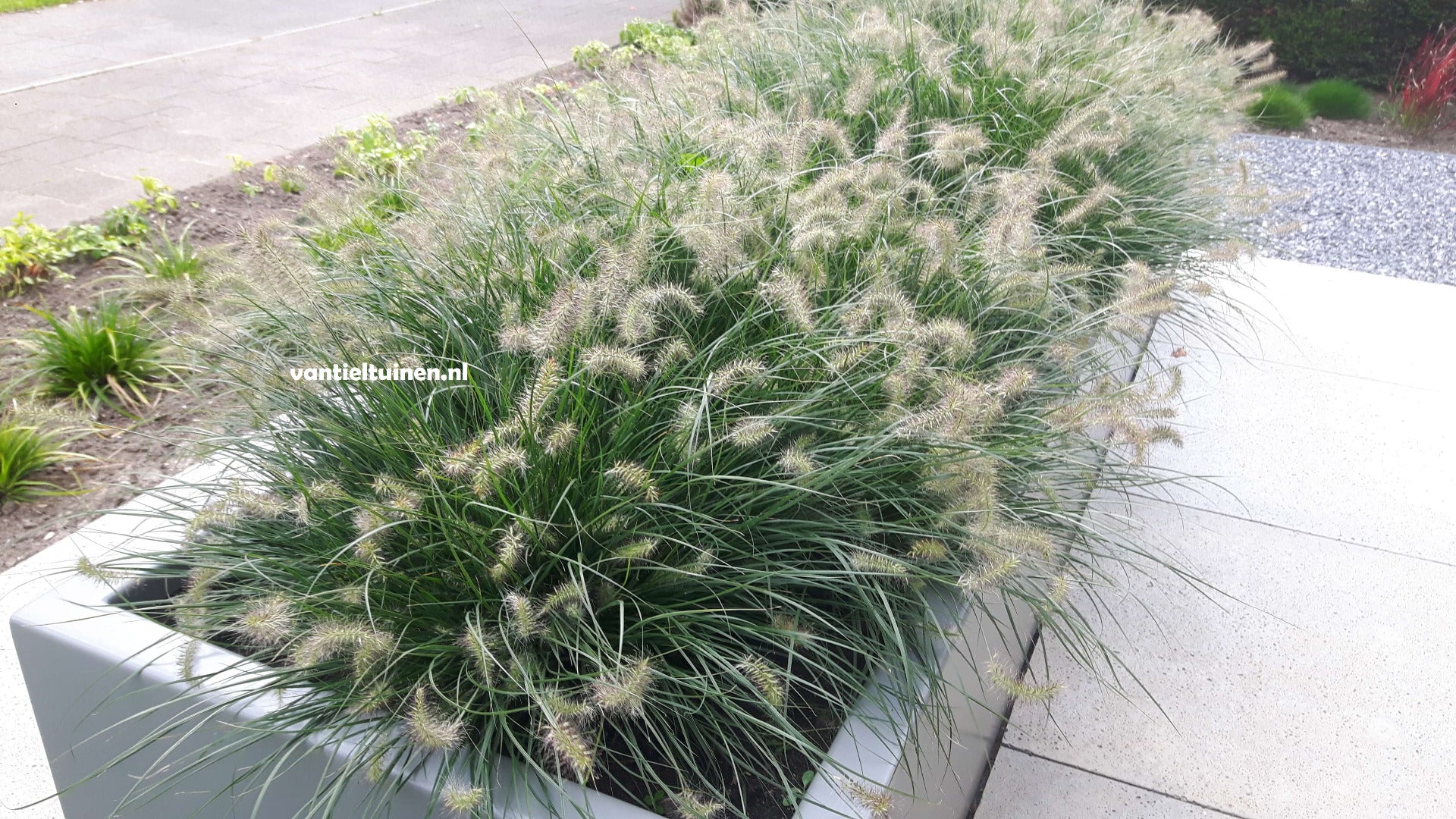 Pennisetum Little Bunny, Klein Lampenpoetsersgras