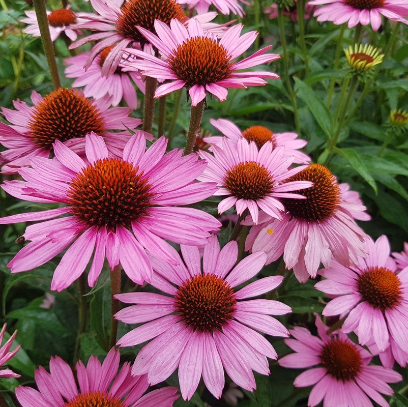 Echinacea purpurea Magnus Rode zonnehoed