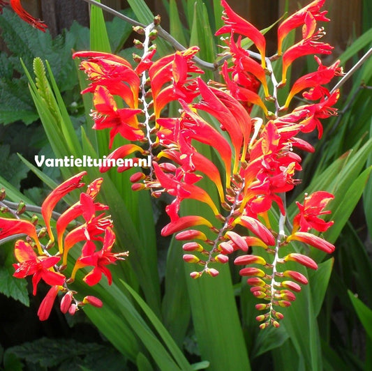 Crocosmia Lucifer montbretia