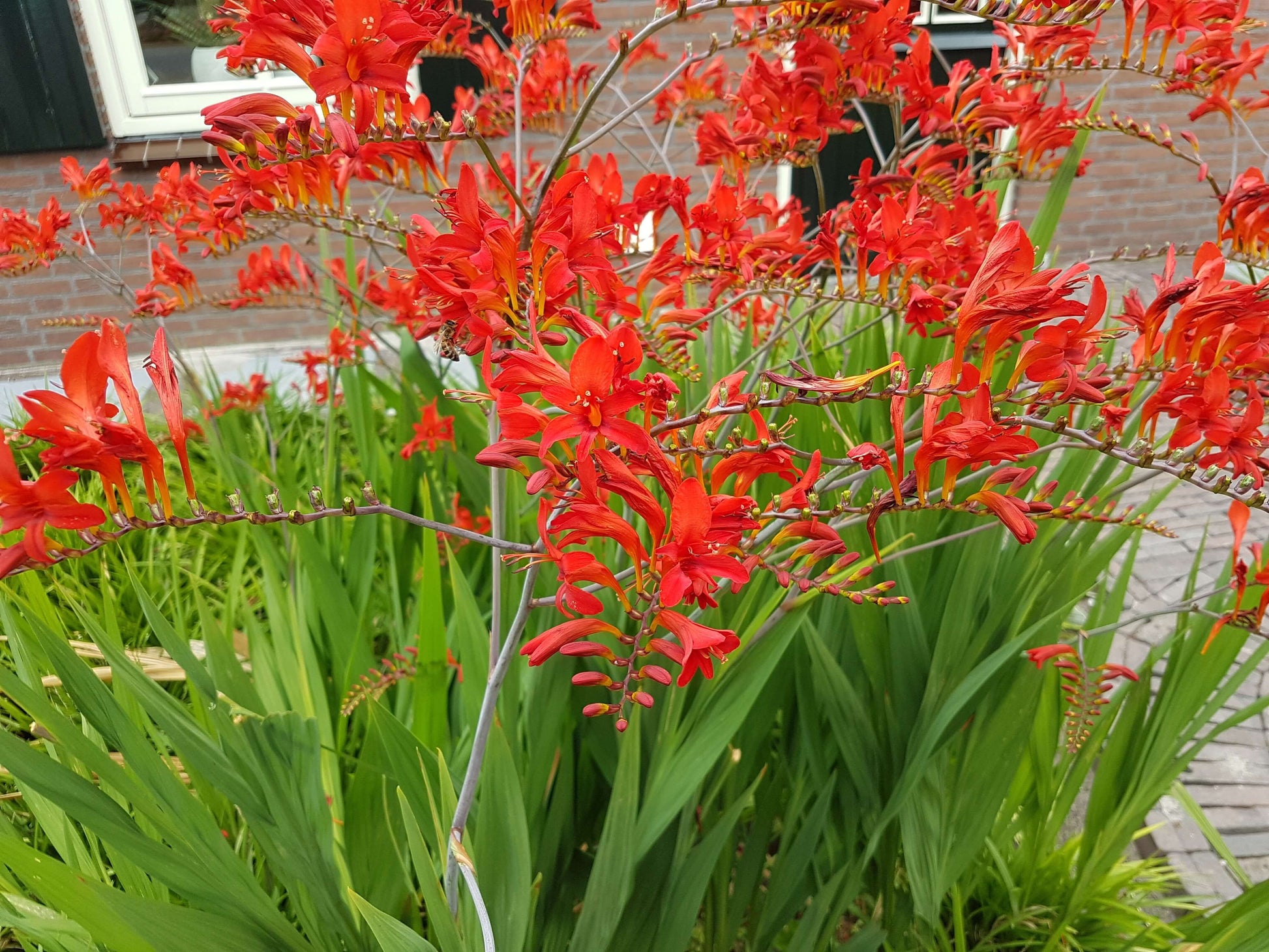 Crocosmia Lucifer montbretia