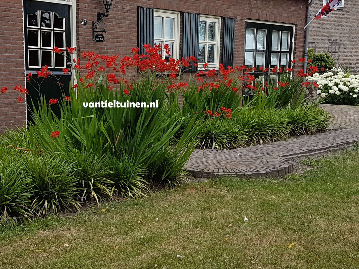 Crocosmia Lucifer montbretia