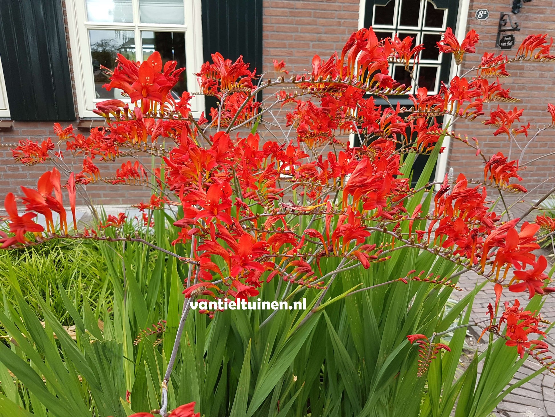 Crocosmia Lucifer montbretia