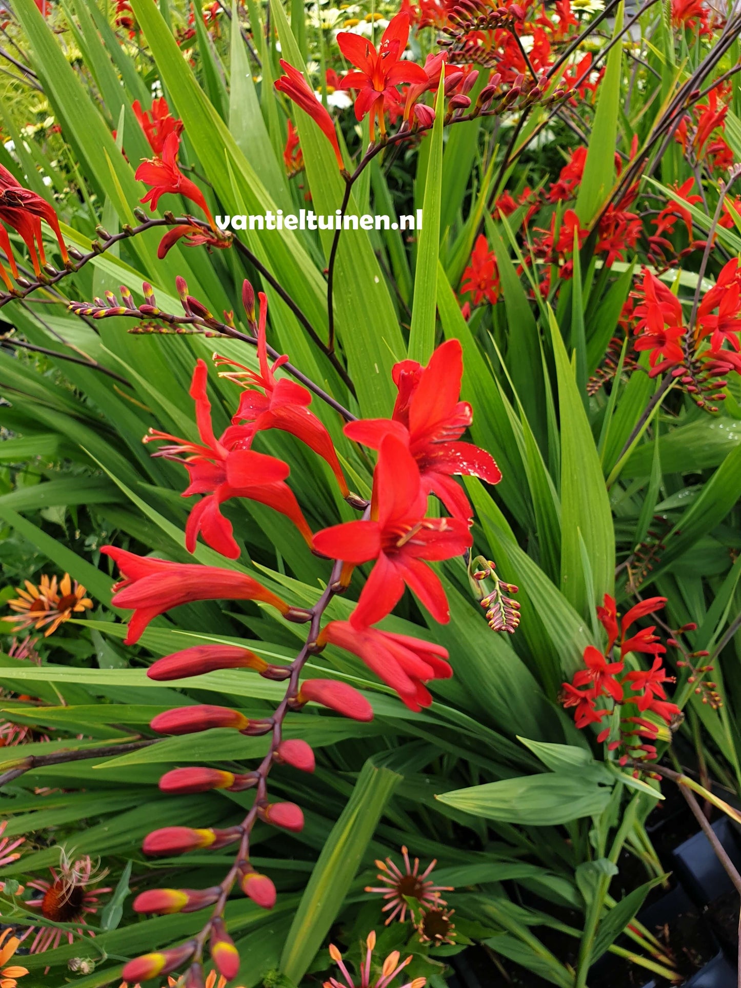 Crocosmia Lucifer montbretia