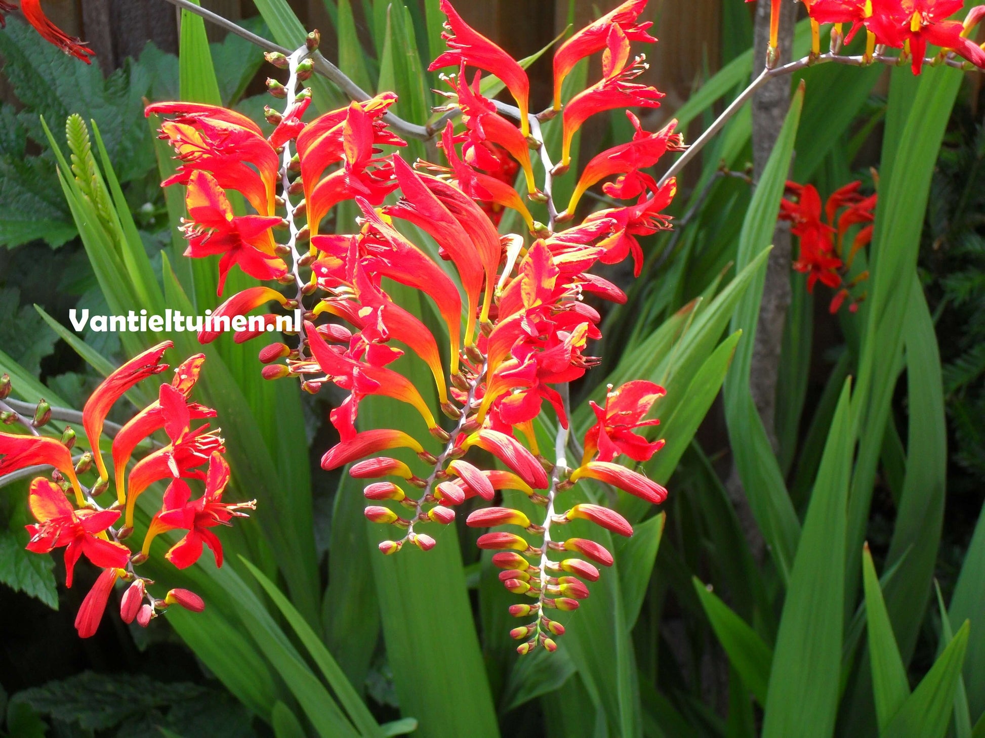 Crocosmia Lucifer montbretia