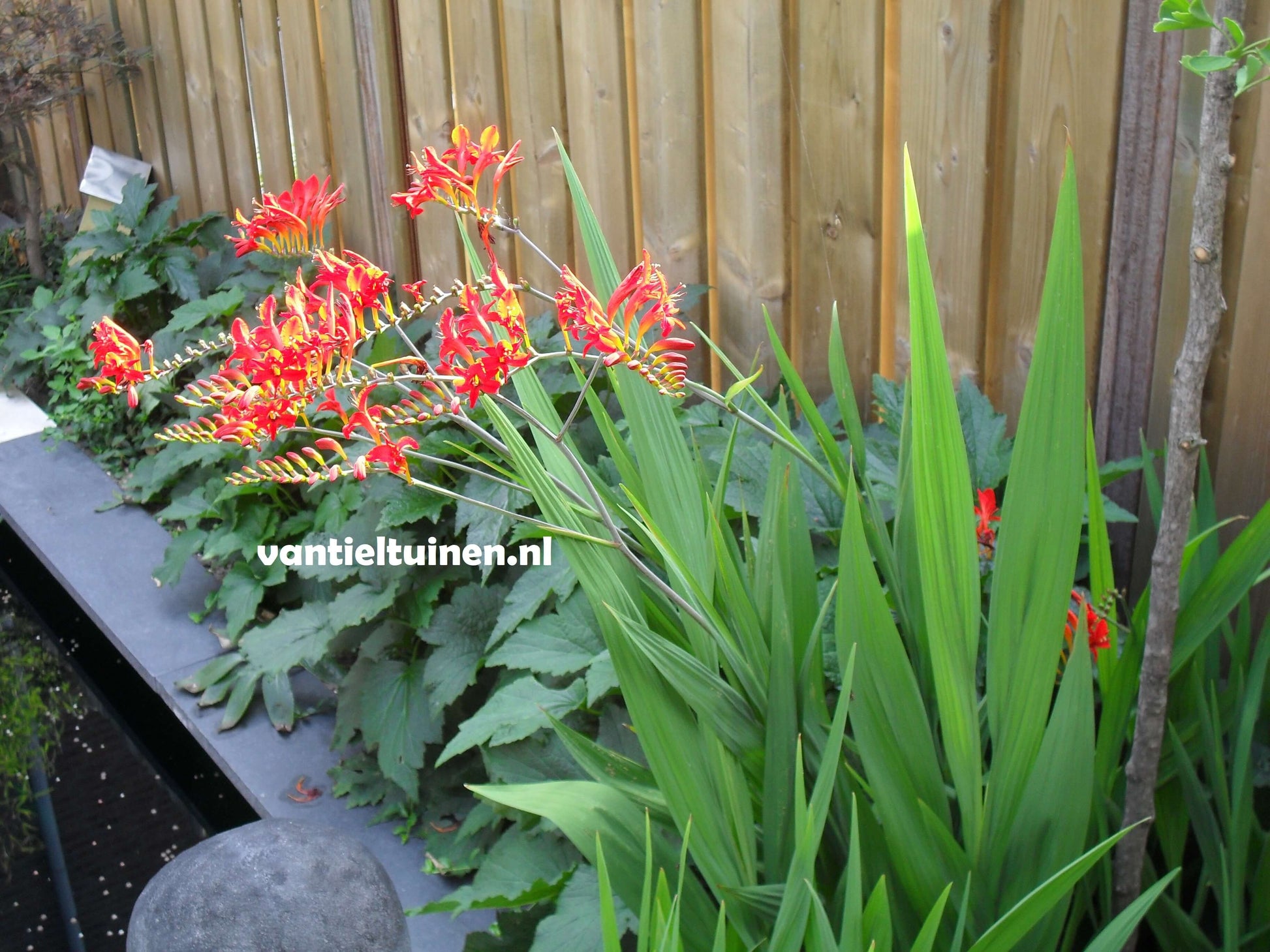 Crocosmia Lucifer montbretia