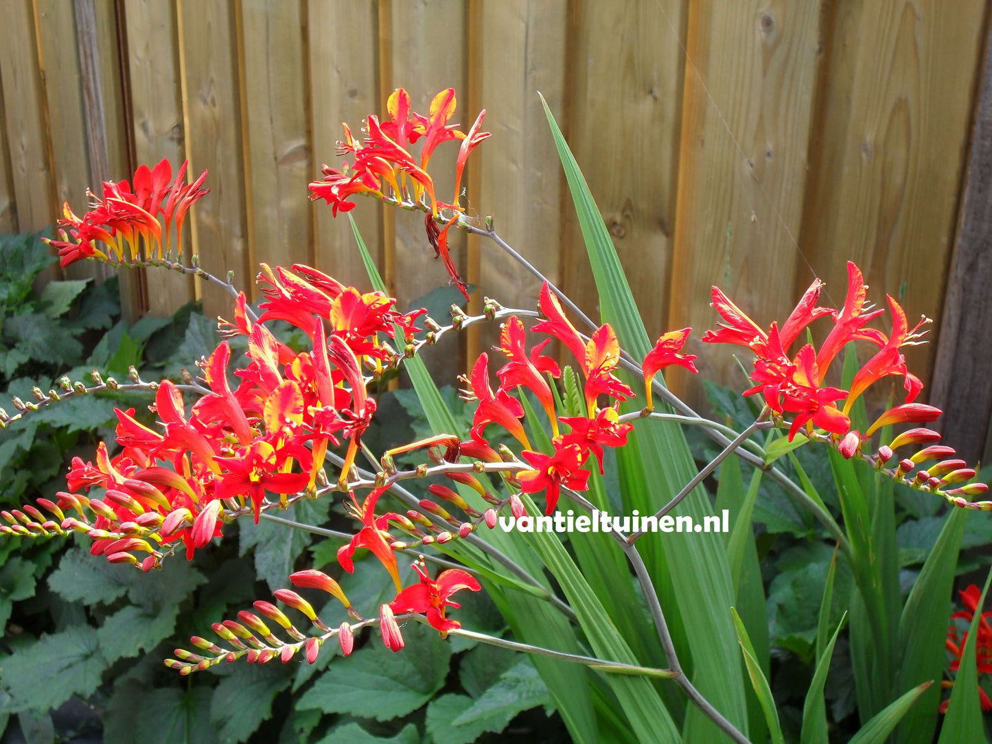 Crocosmia Lucifer montbretia