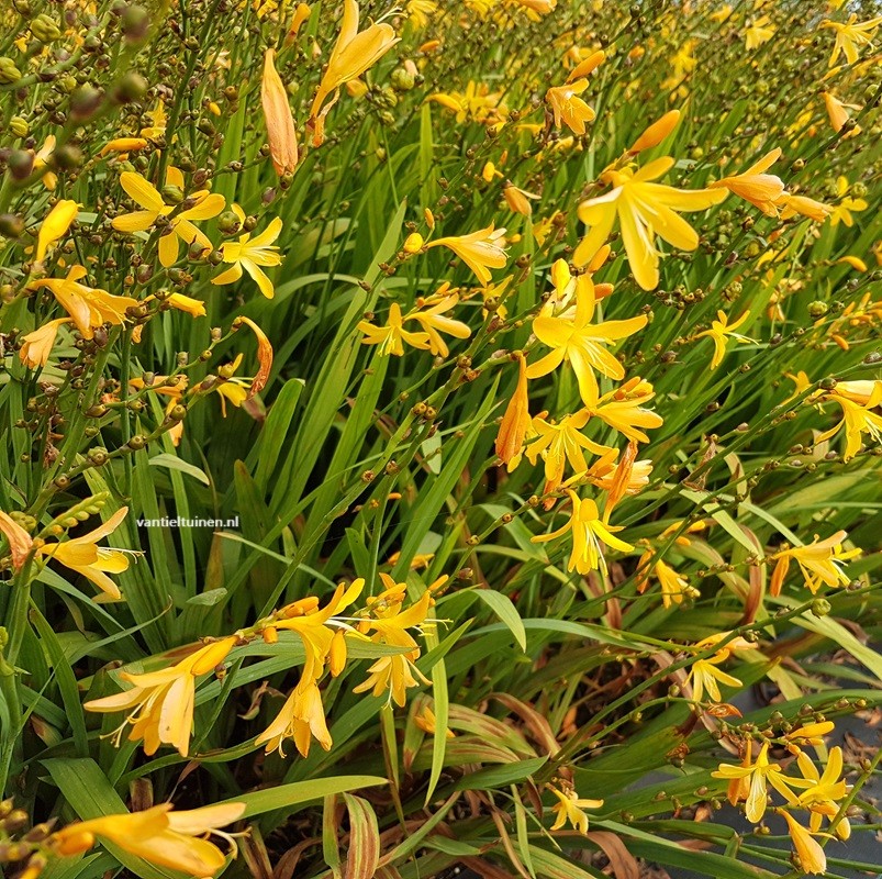 Crocosmia George Davidson montbretia