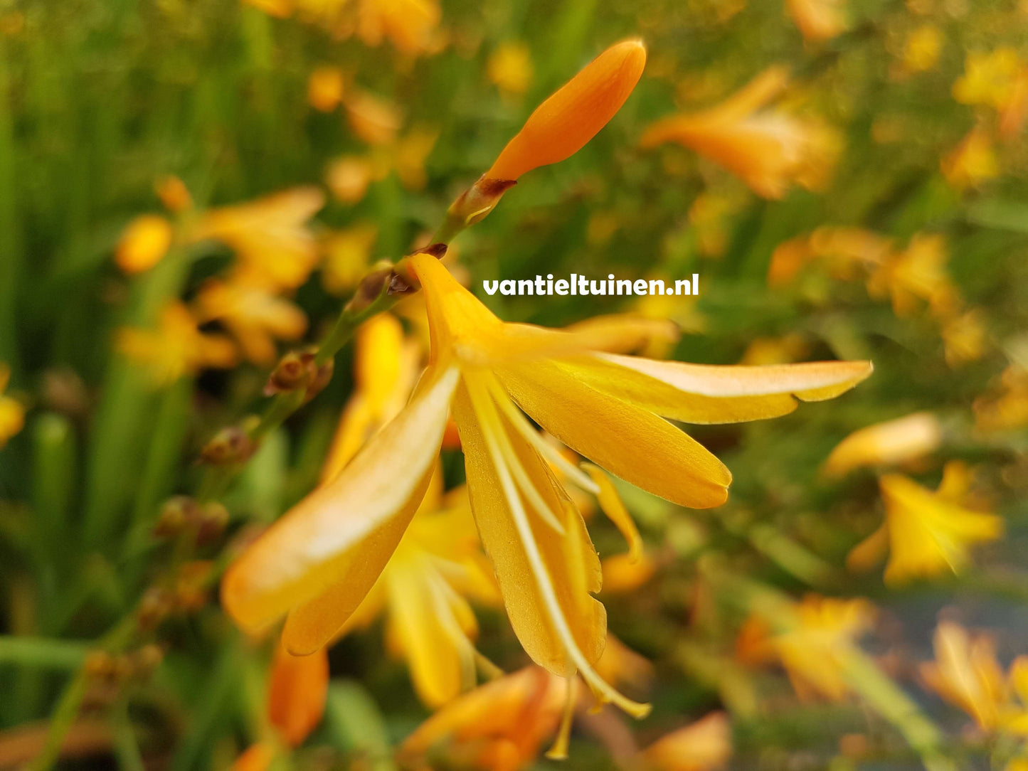 Crocosmia George Davidson montbretia