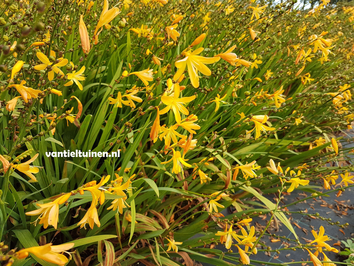 Crocosmia George Davidson montbretia