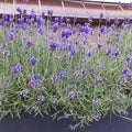 lavendel hidcote