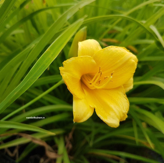 Hemerocallis hybride Stella de Oro Eendagsbloem