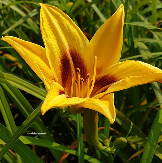 Hemerocallis Bonanza Eendagsbloem