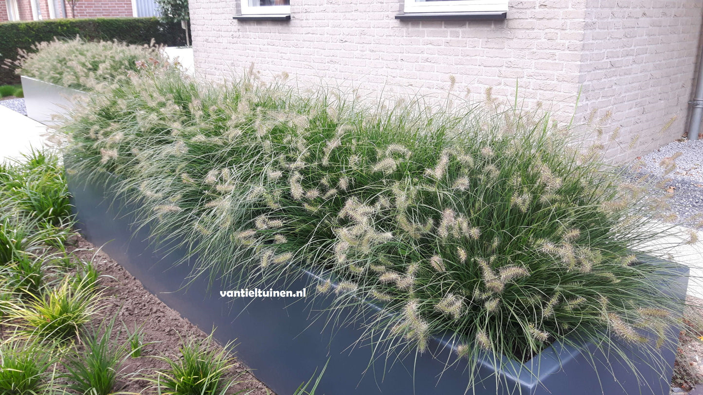 Pennisetum Little Bunny, Klein Lampenpoetsersgras