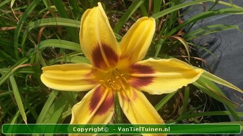 Hemerocallis Bonanza Eendagsbloem