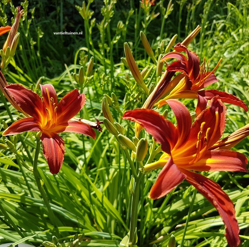 Hemerocallis Sammy Russell eendagsbloem