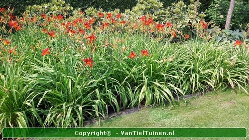 Hemerocallis Sammy Russell eendagsbloem