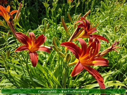 Hemerocallis Sammy Russell eendagsbloem