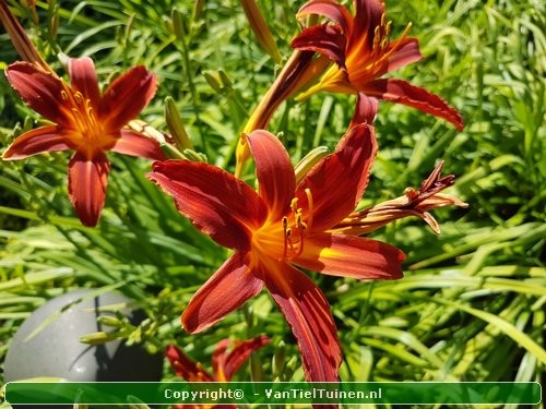 Hemerocallis Sammy Russell eendagsbloem