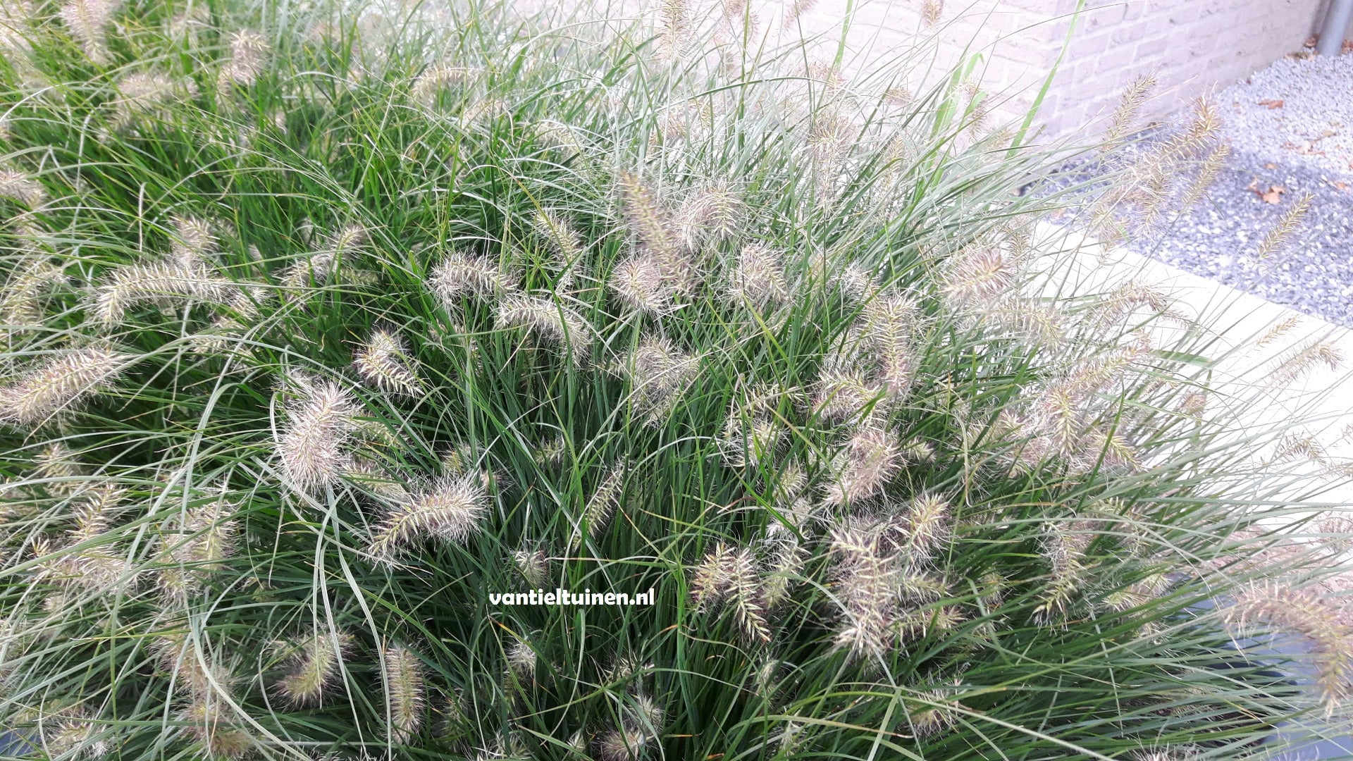 Pennisetum Little Bunny, Klein Lampenpoetsersgras